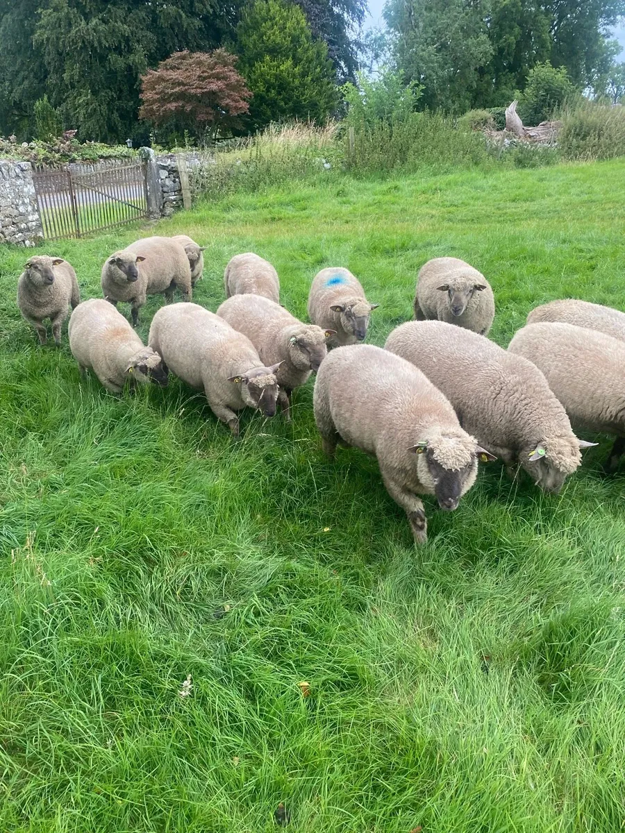 Purebred registered Vendeen Ram Lambs - Image 1
