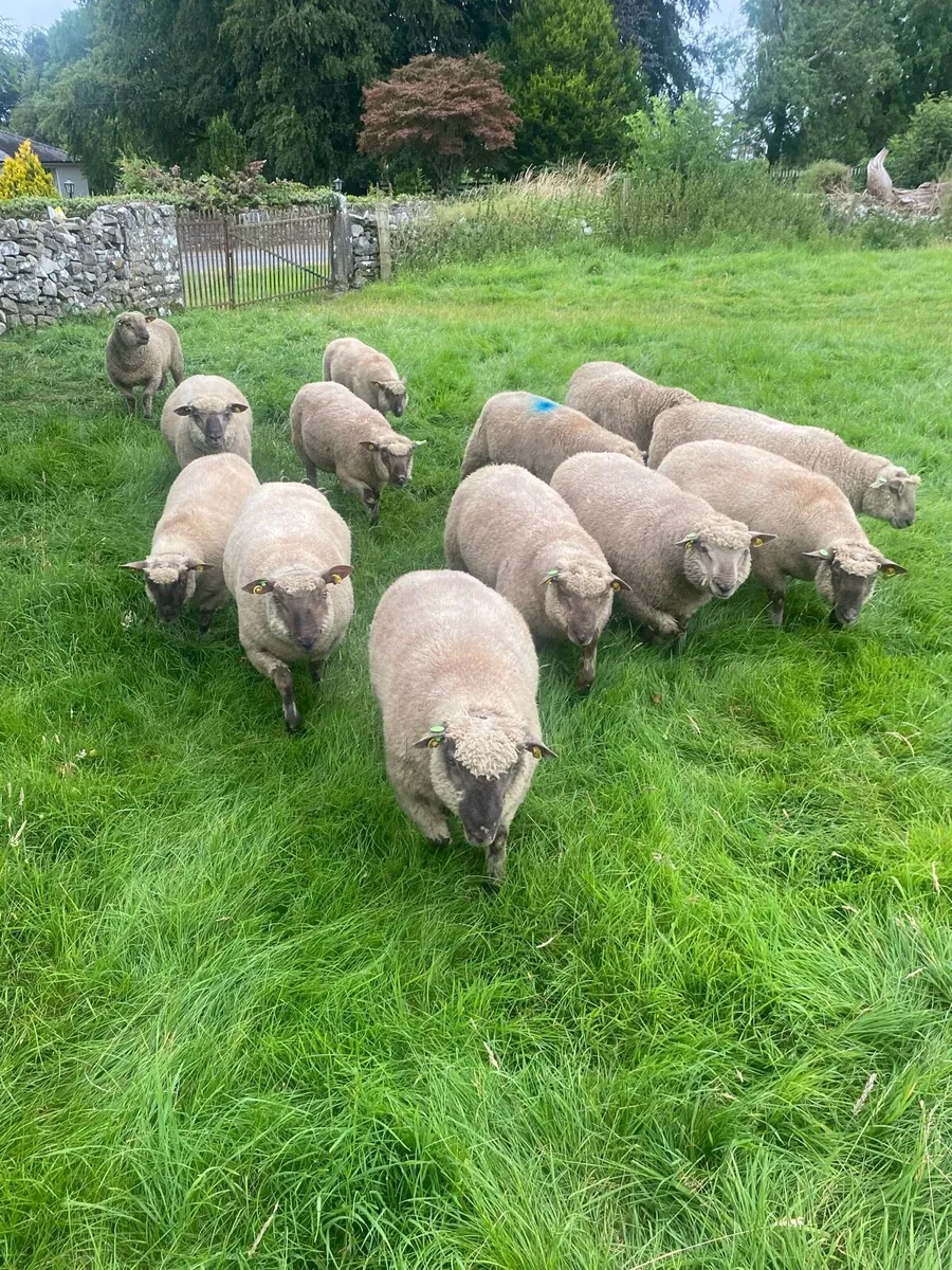 Purebred registered Vendeen Ram Lambs - Image 2