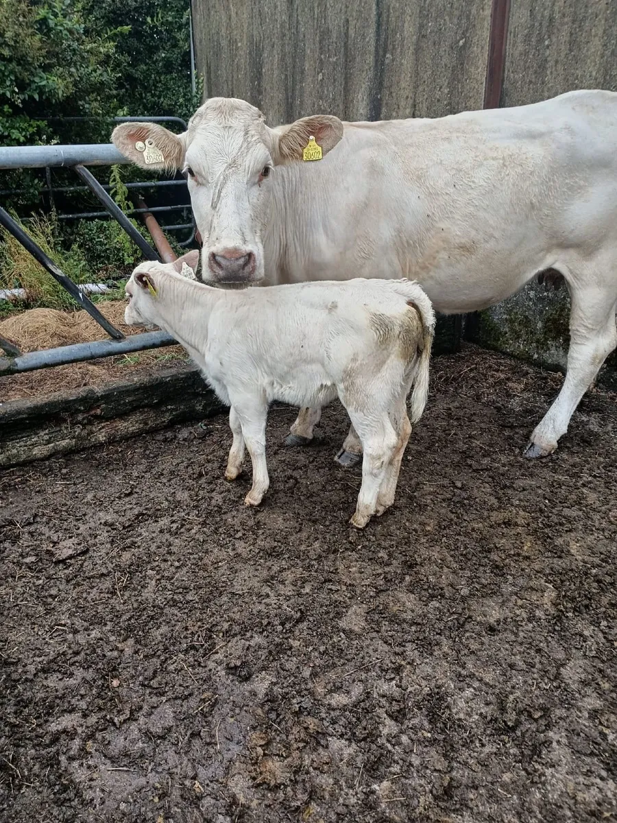 Calved Heifers Dry Heifer &Lim bull - Image 1