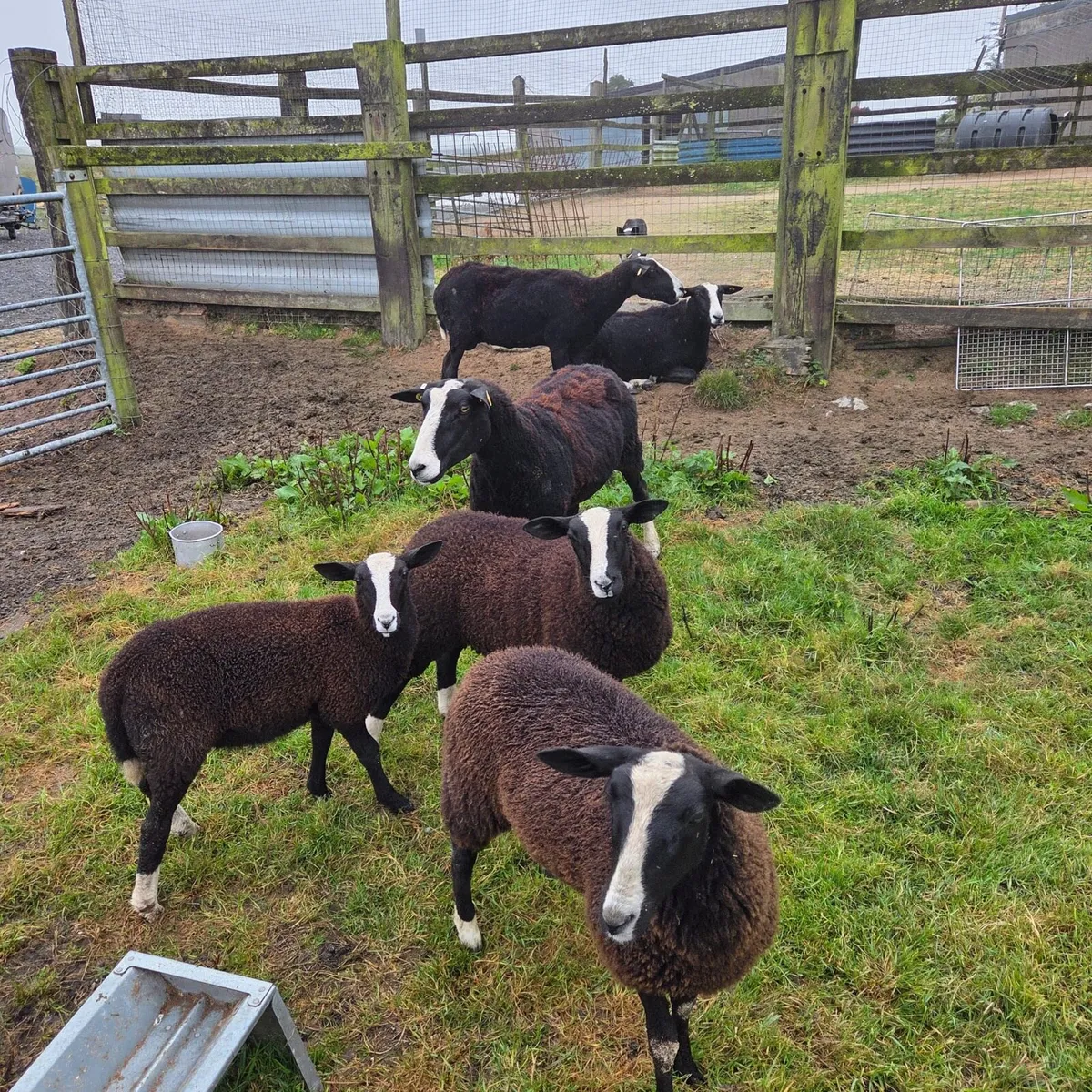 Zwartable ewes and lambs - Image 1
