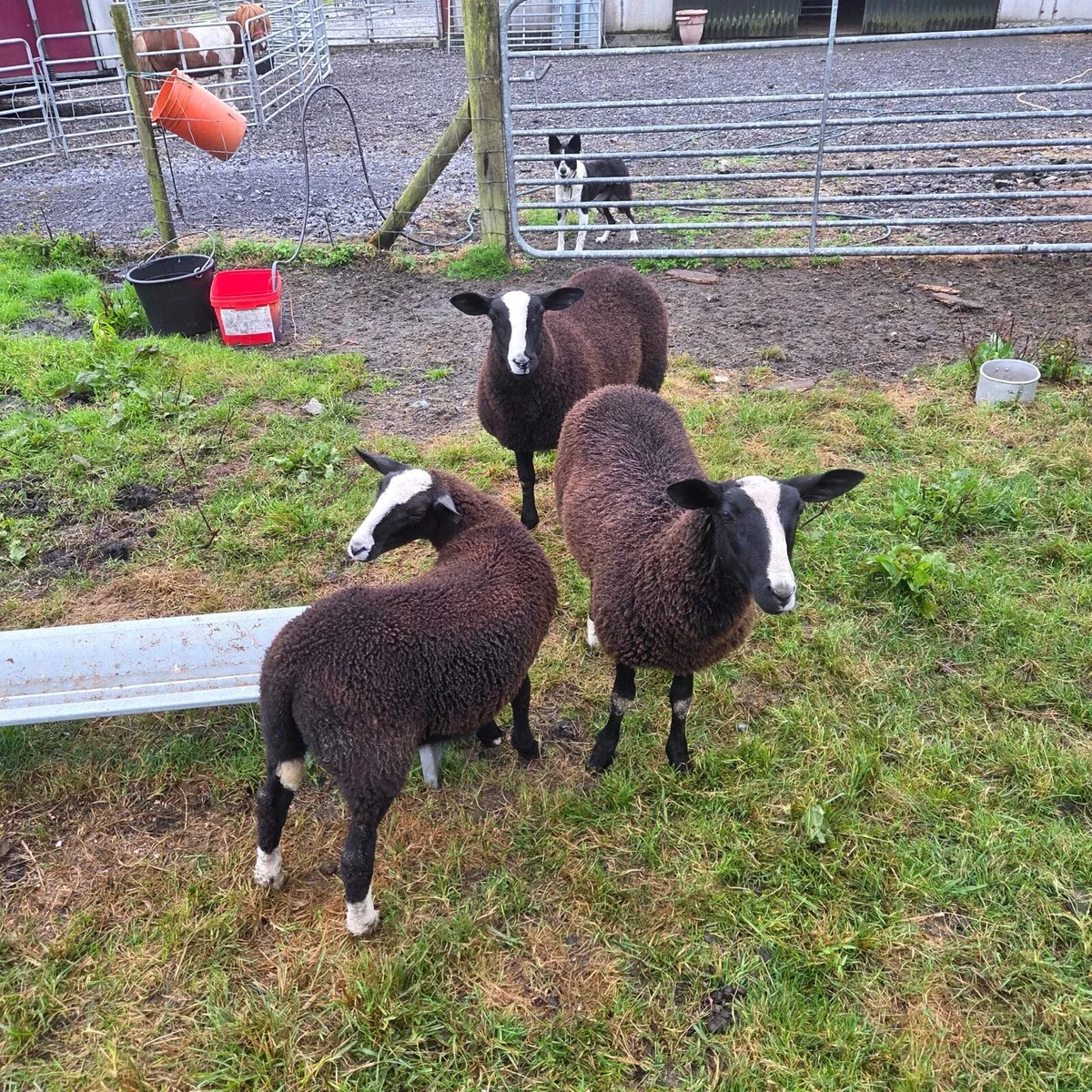 Zwartable ewes and lambs - Image 2