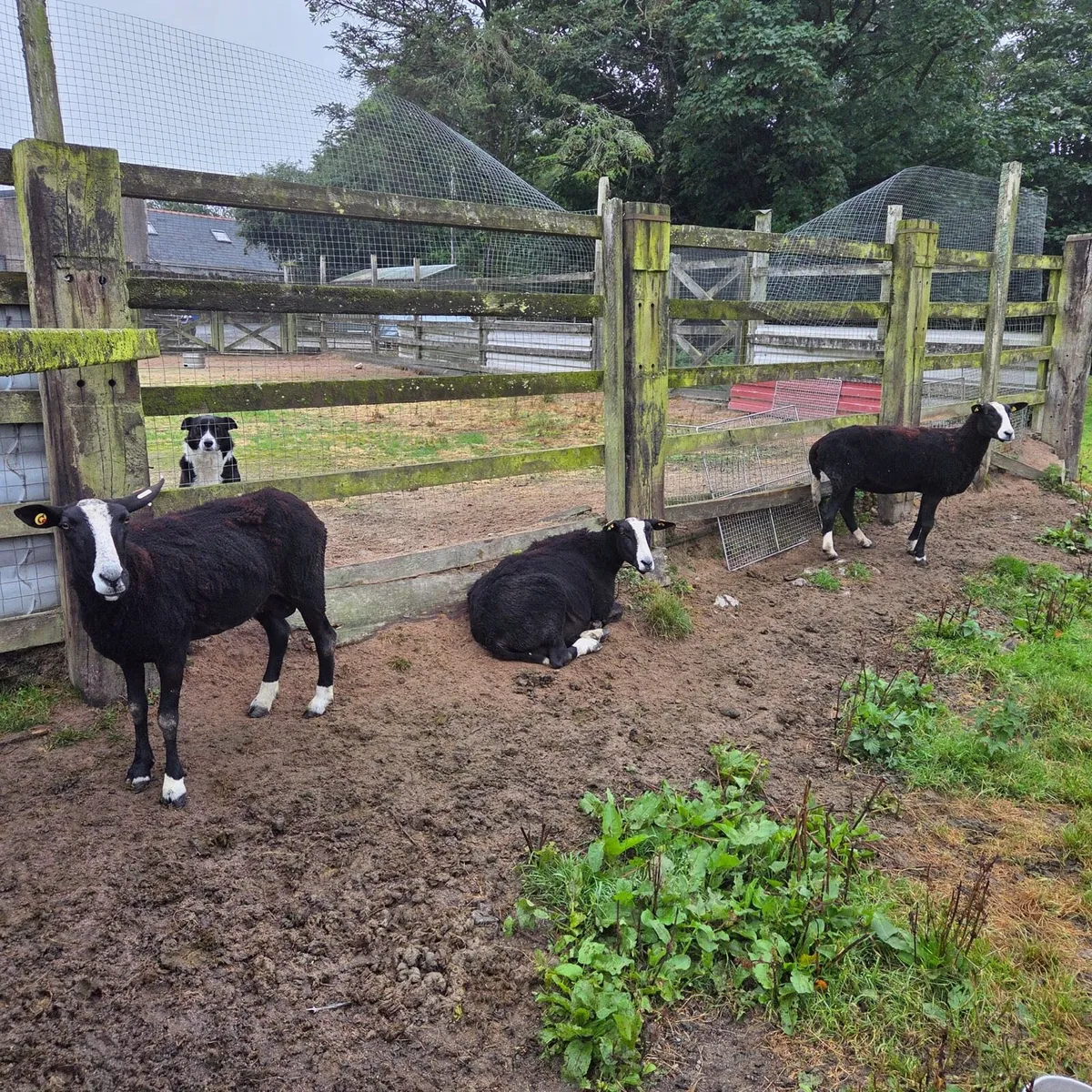 Zwartable ewes and lambs - Image 3