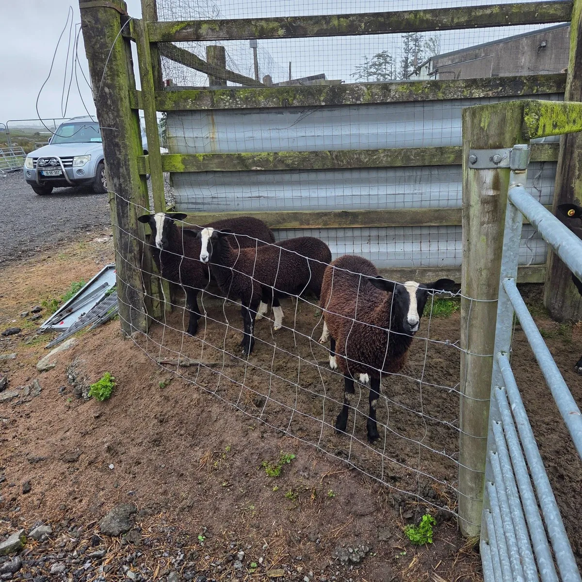 Zwartable ewes and lambs - Image 4