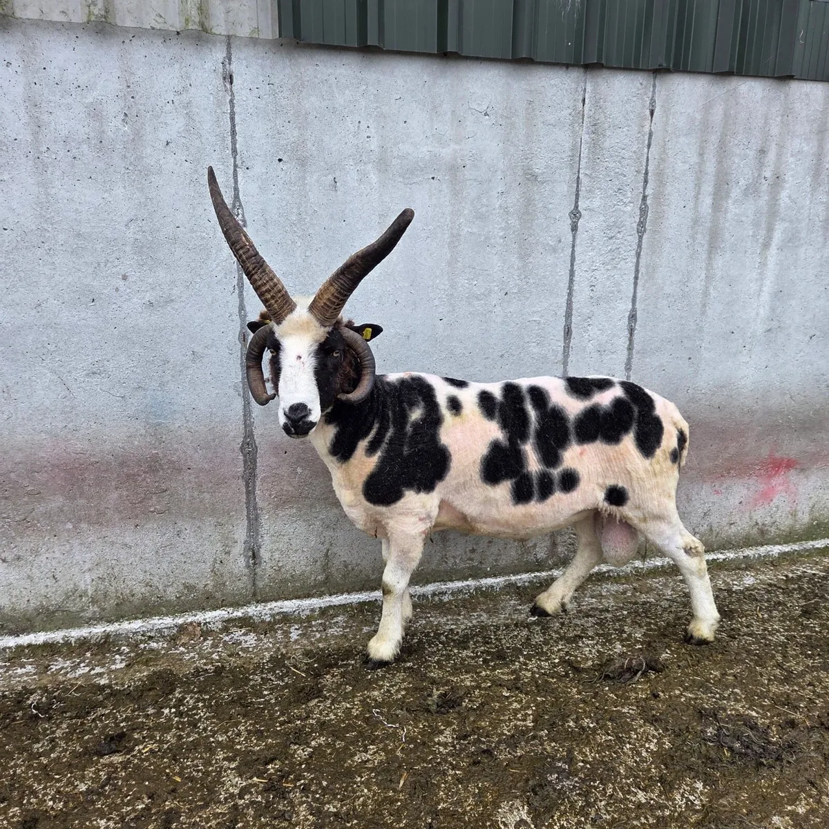 Pedigree Jacob ram