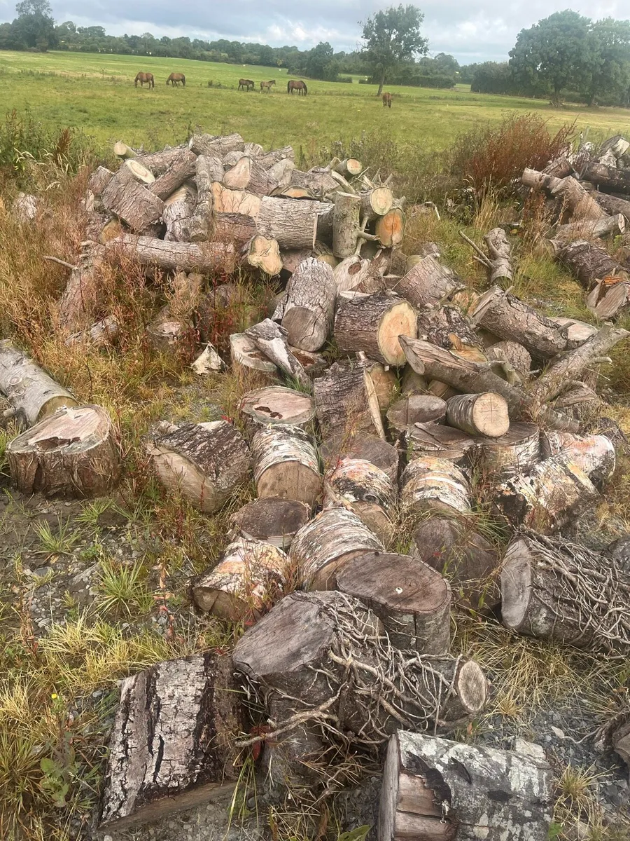 timber for sale - Image 3