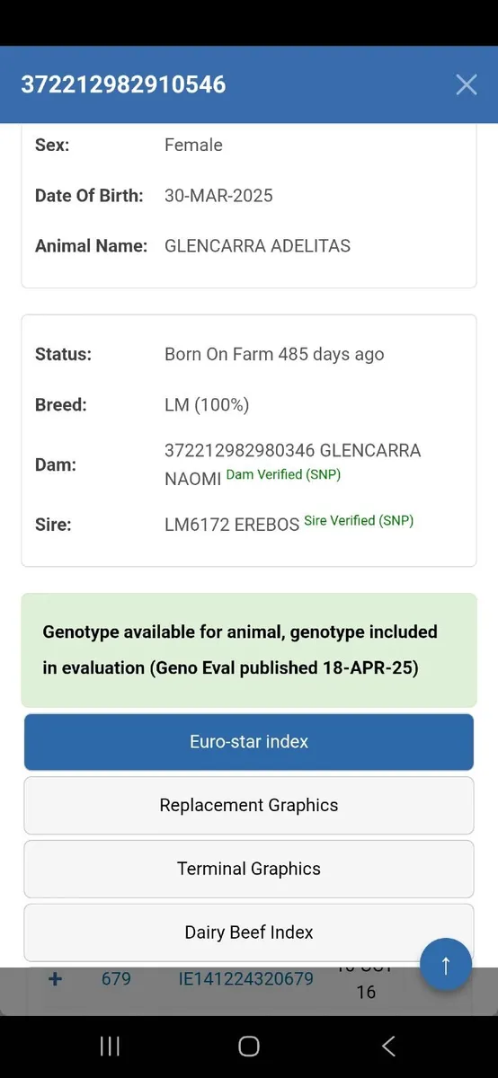 PEDIGREE REGISTERED LIMOUSIN HEIFERS - Image 4