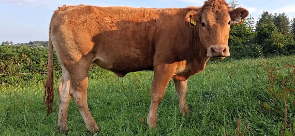 PEDIGREE REGISTERED LIMOUSIN HEIFER - Image 4