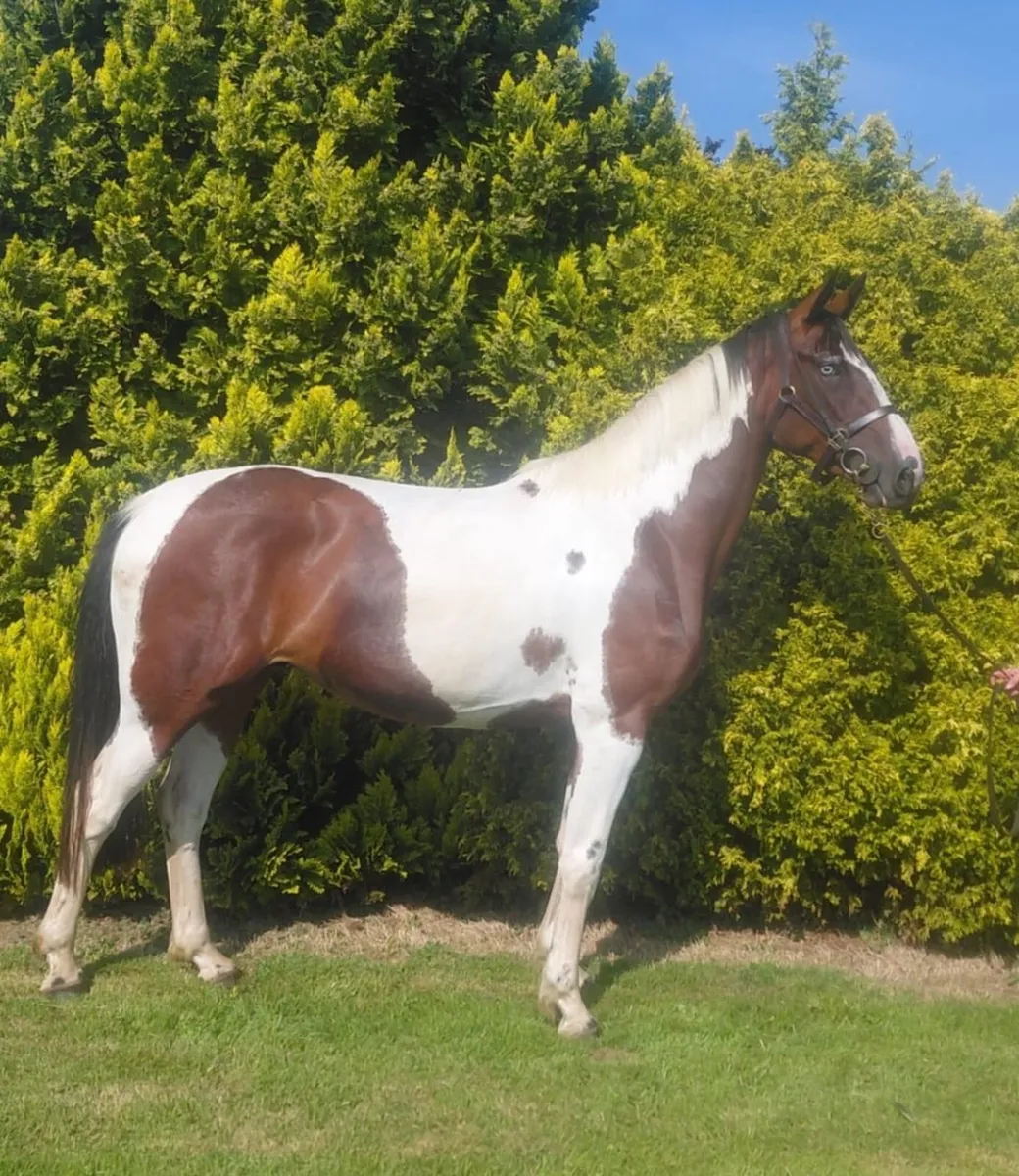 3yo filly out of Dublin winner - Image 3