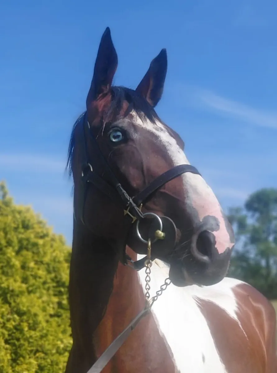 3yo filly out of Dublin winner - Image 4