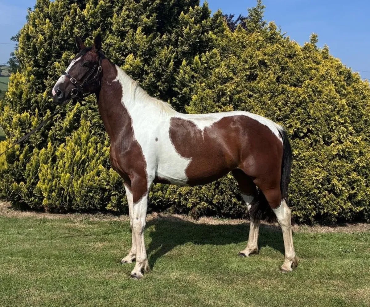 3yo filly out of Dublin winner - Image 1