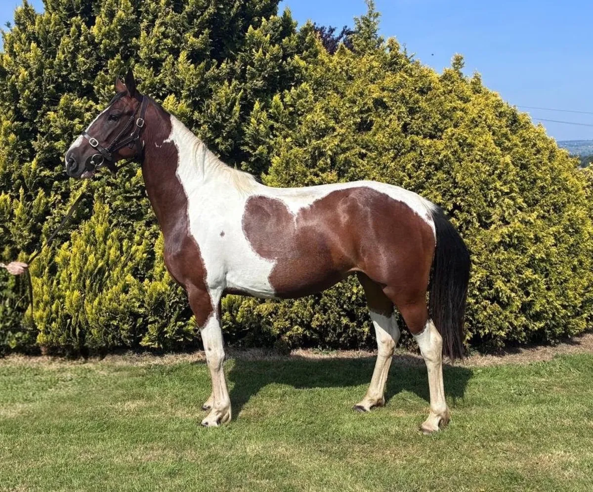 3yo filly out of Dublin winner - Image 2