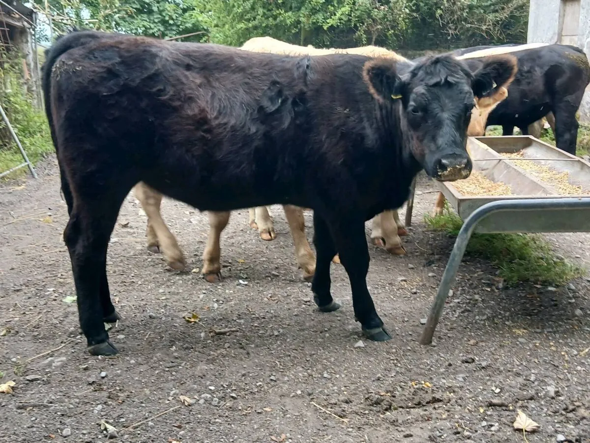 4 Suckler Bred Angus Heifers - Image 2
