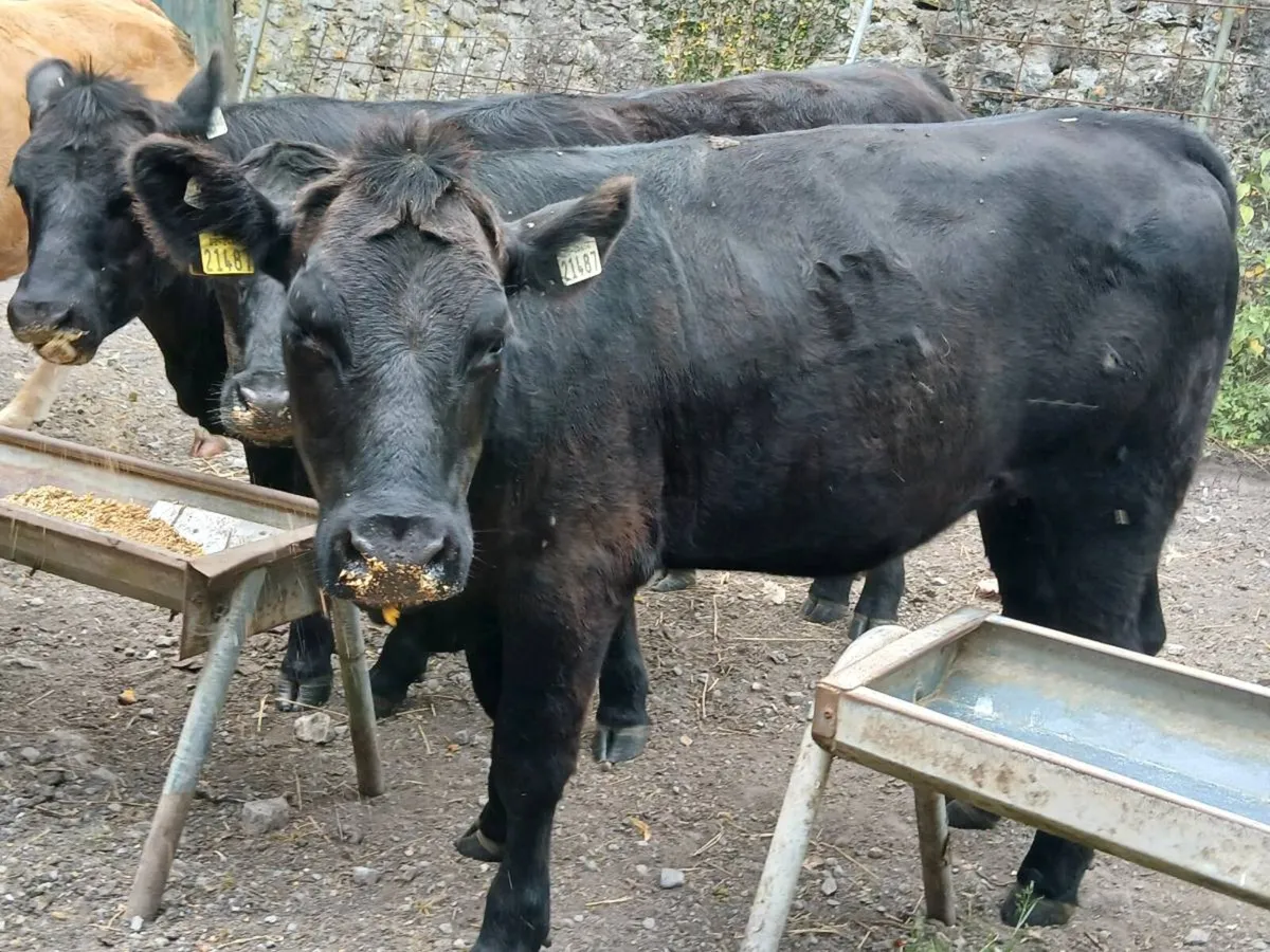 4 Suckler Bred Angus Heifers - Image 1