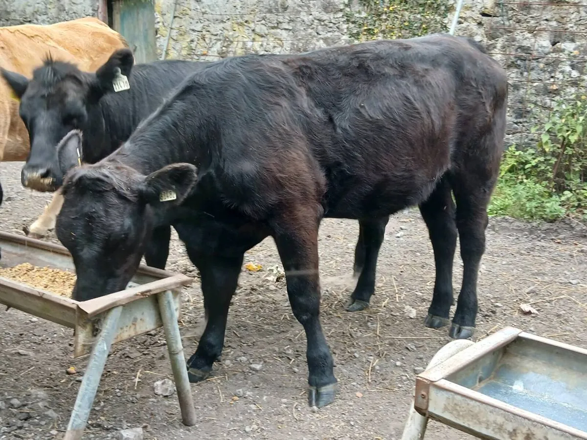 4 Suckler Bred Angus Heifers - Image 3