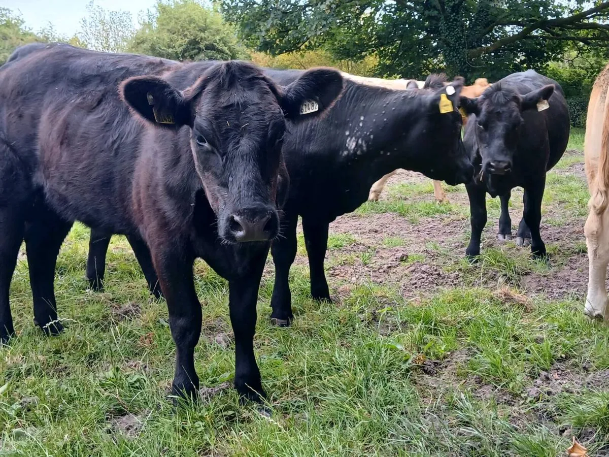 4 Suckler Bred Angus Heifers - Image 4