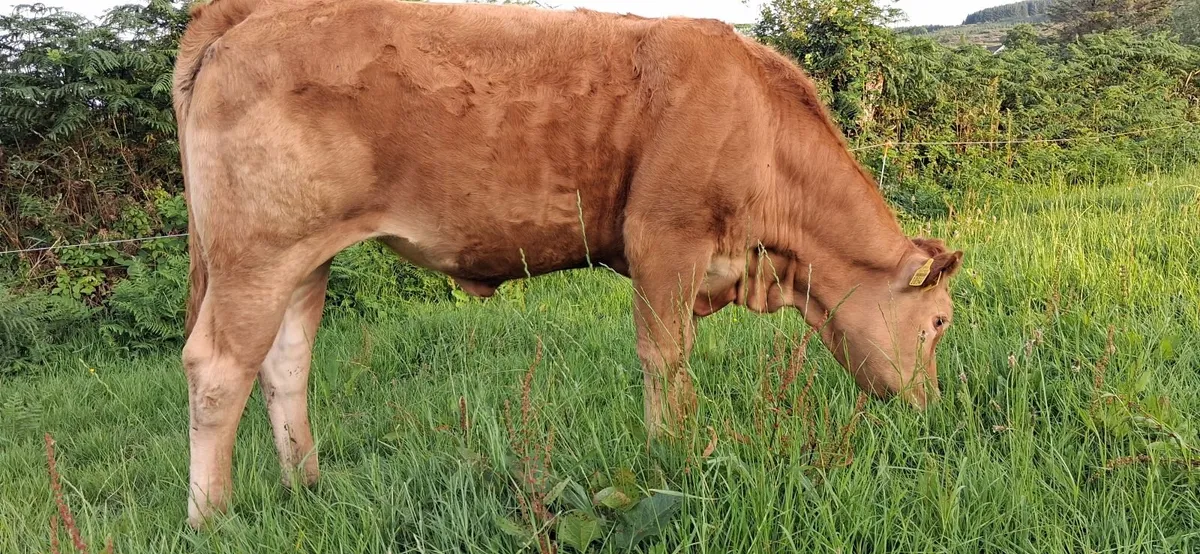 PEDIGREE REGISTERED LIMOUSIN HEIFER - Image 3