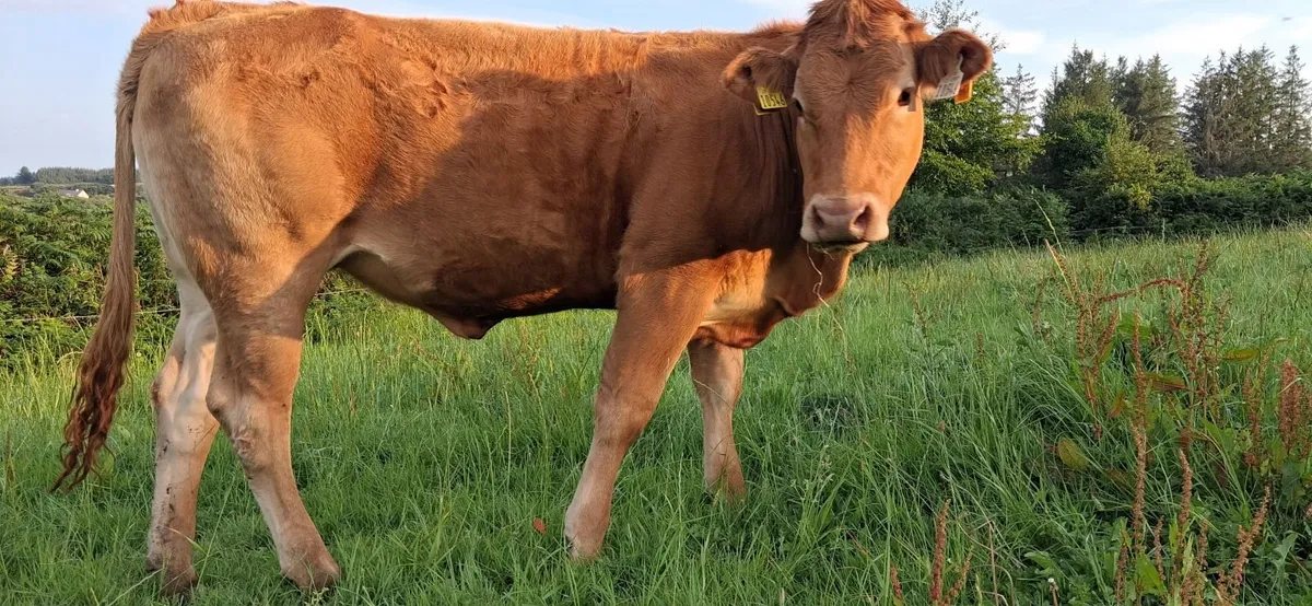 PEDIGREE REGISTERED LIMOUSIN HEIFER - Image 1