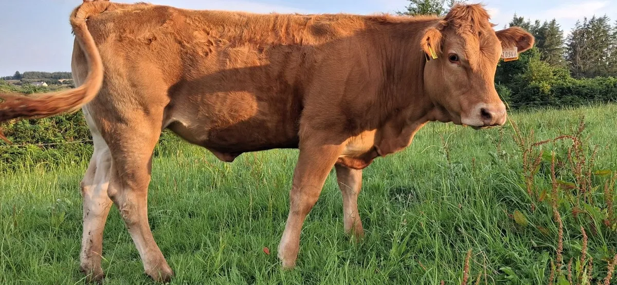 PEDIGREE REGISTERED LIMOUSIN HEIFER - Image 2
