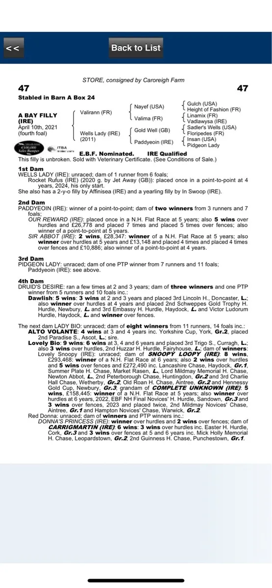 Thoroughbred 2yo fillies - Image 4