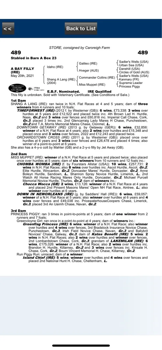 Thoroughbred 2yo fillies - Image 2