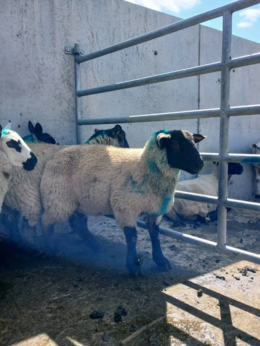 EWE LAMBS - Image 2