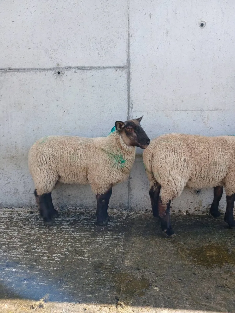 EWE LAMBS - Image 3