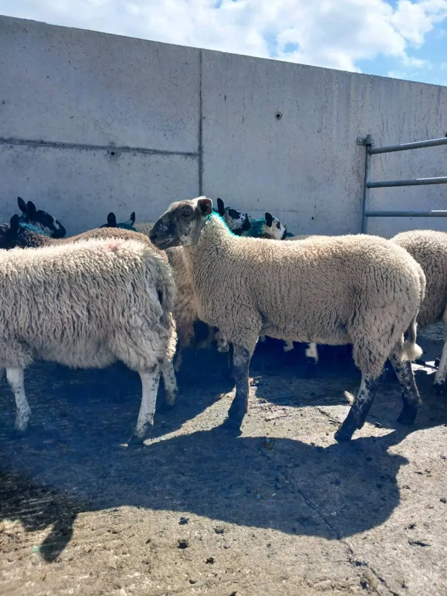 EWE LAMBS - Image 4