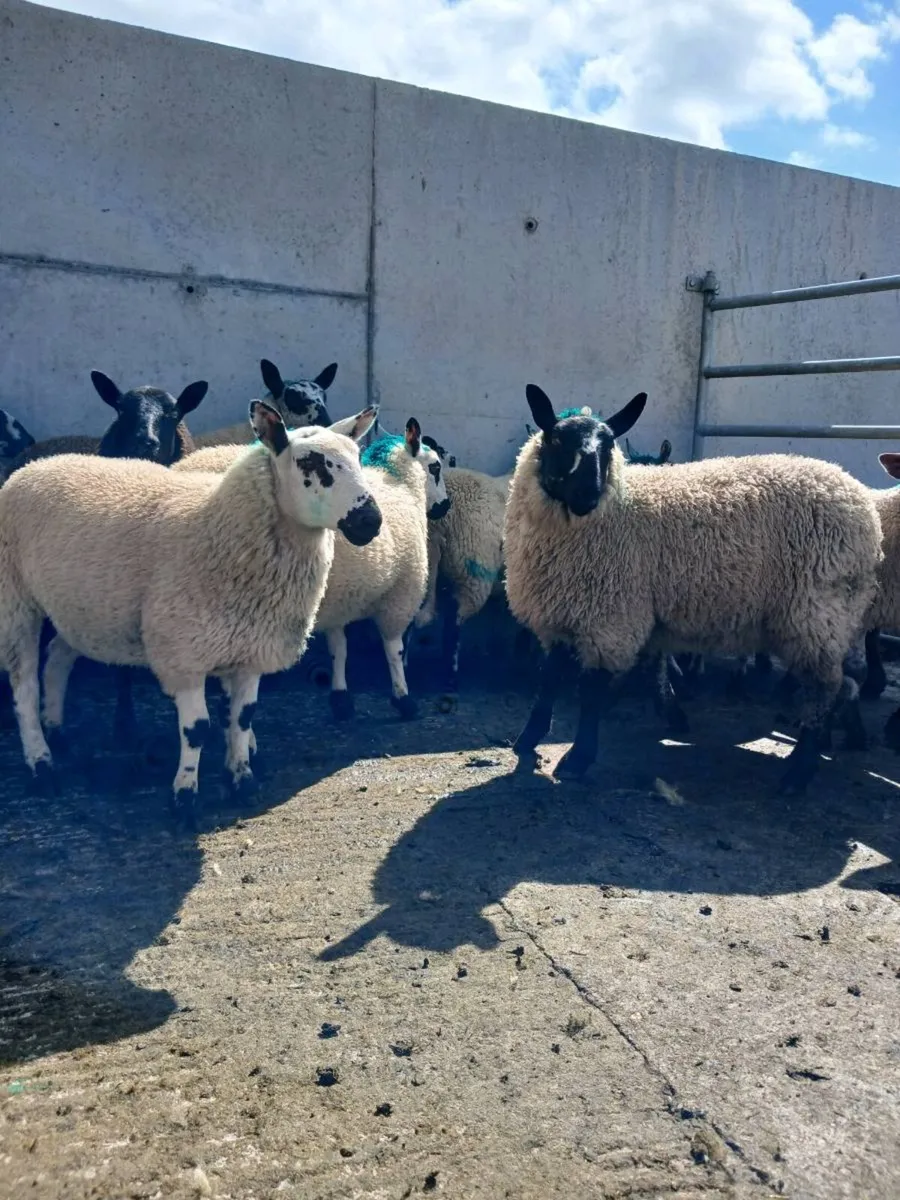 EWE LAMBS - Image 1