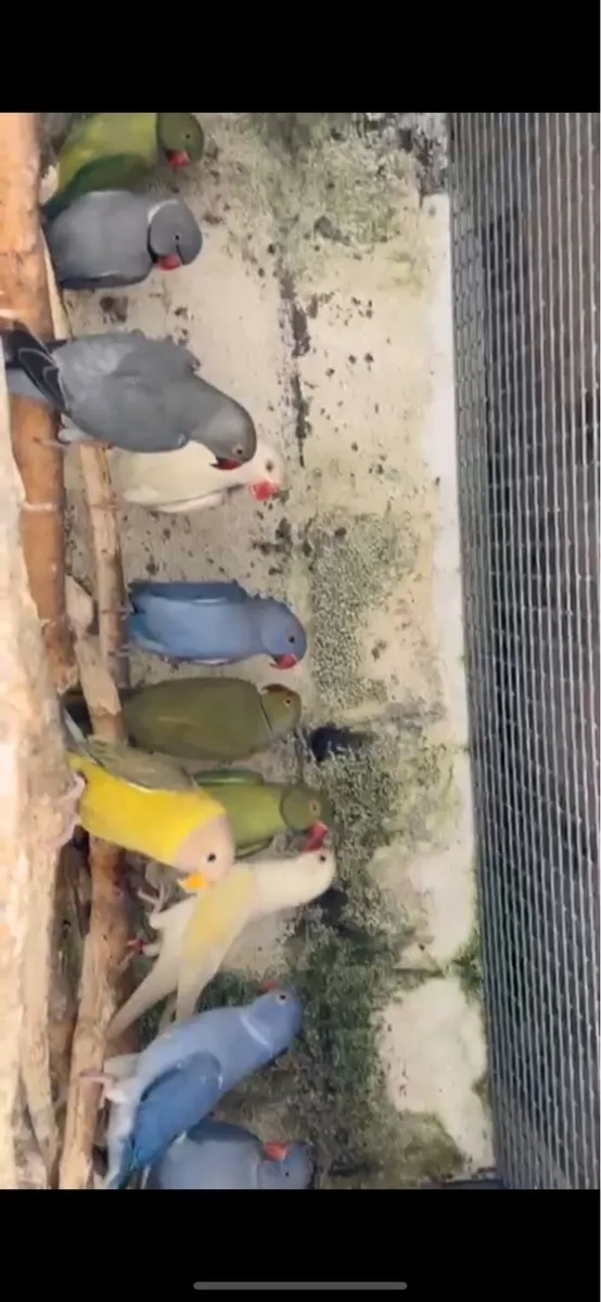 Birds , Birds & More Birds - Image 3