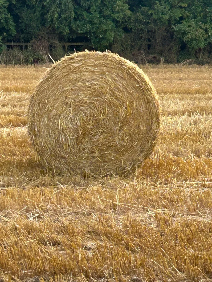 Barley straw for sale - Image 4