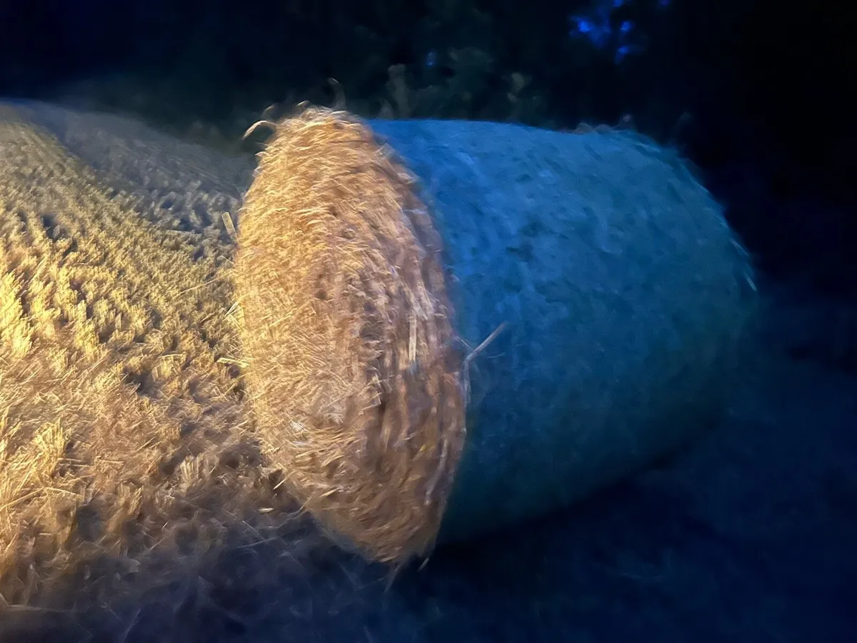 Barley straw for sale - Image 2