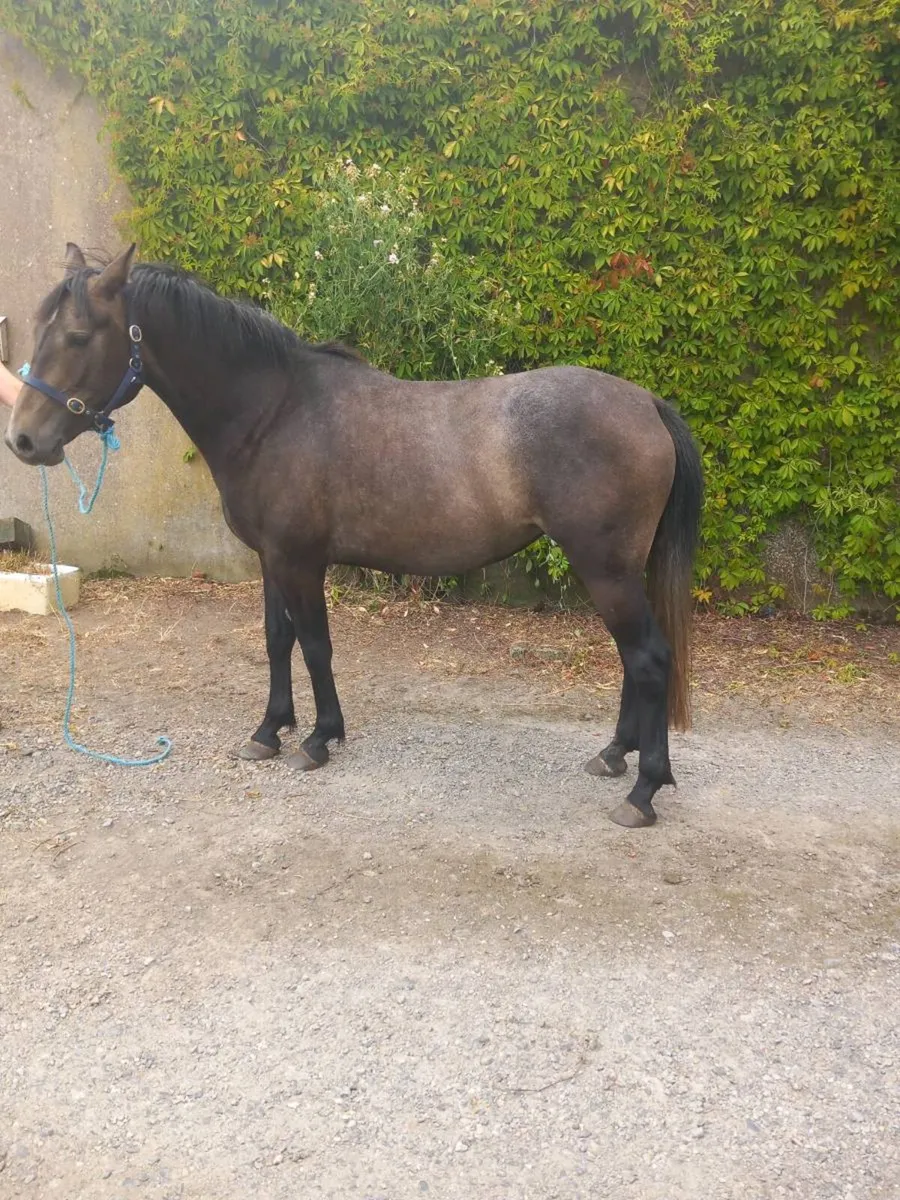 3 yo Irish Draught Filly. Green Book accreditation - Image 1