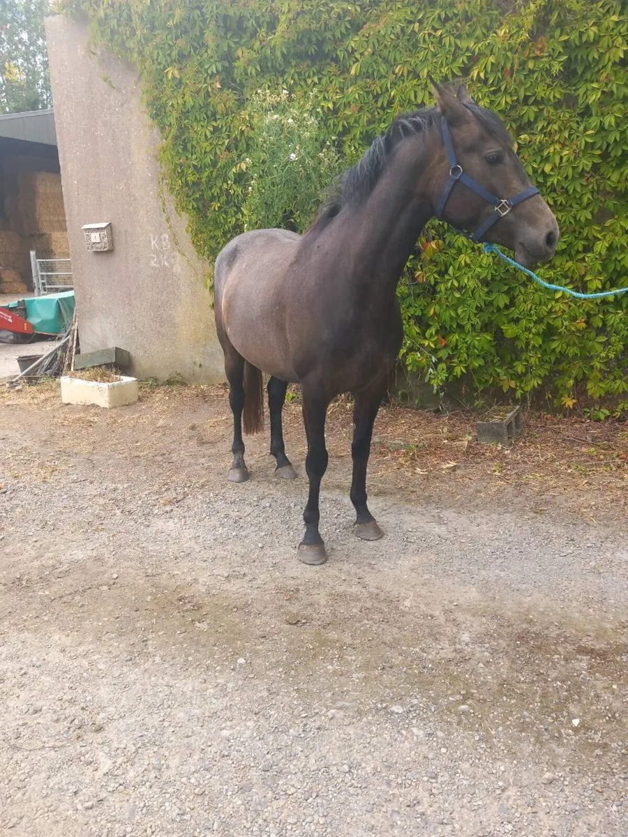 3 yo Irish Draught Filly. Green Book accreditation - Image 3
