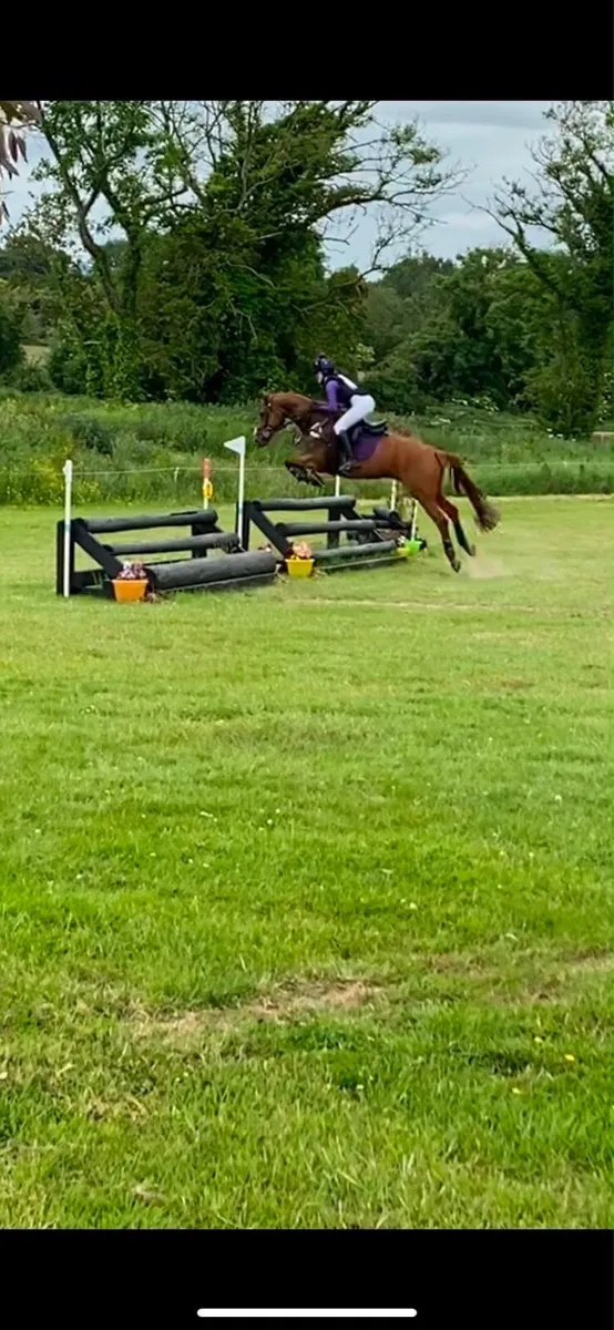15.1hh Schoolmaster - Image 4