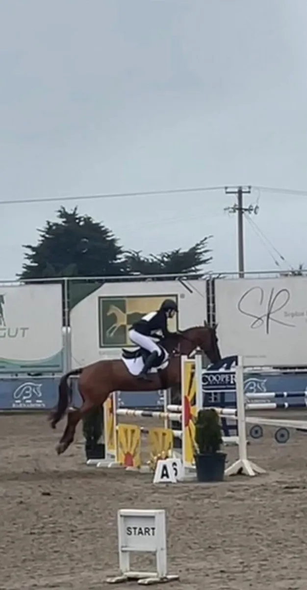 15.1hh Schoolmaster - Image 1
