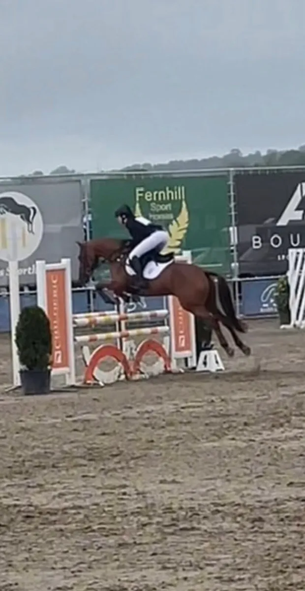 15.1hh Schoolmaster - Image 2