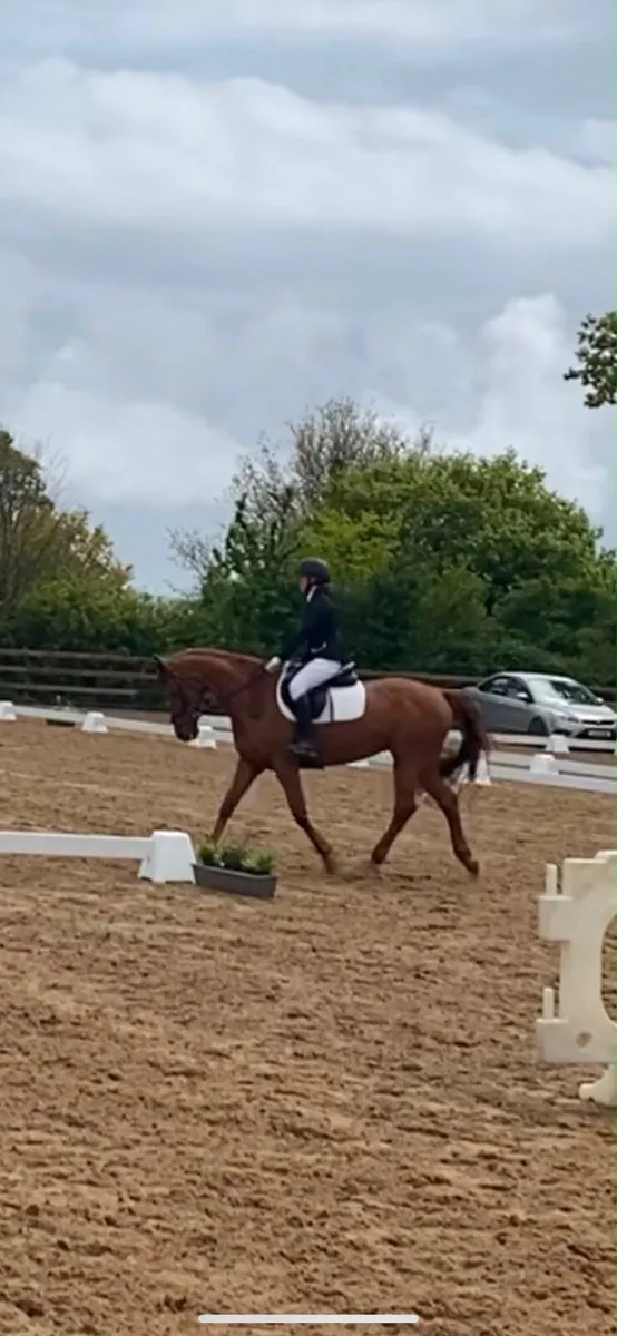 15.1hh Schoolmaster - Image 3