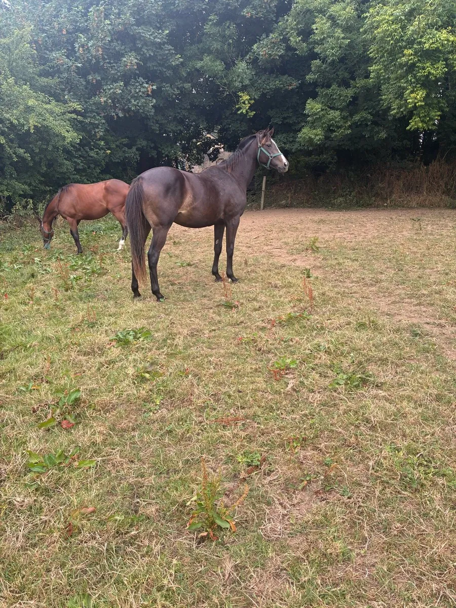 Thoroughbred 2yo fillies - Image 1