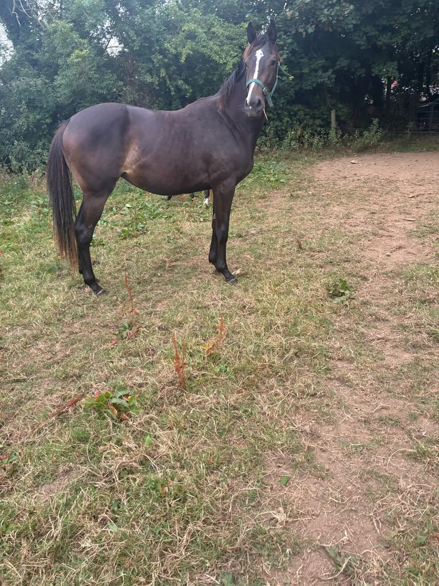 Thoroughbred 2yo fillies - Image 2