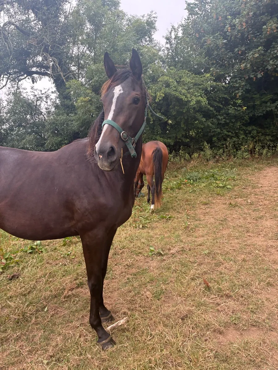 Thoroughbred 2yo fillies - Image 3