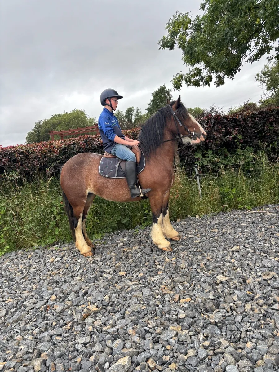 5 year old Cob mare - Image 3