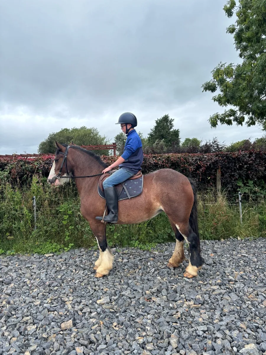 5 year old Cob mare - Image 1