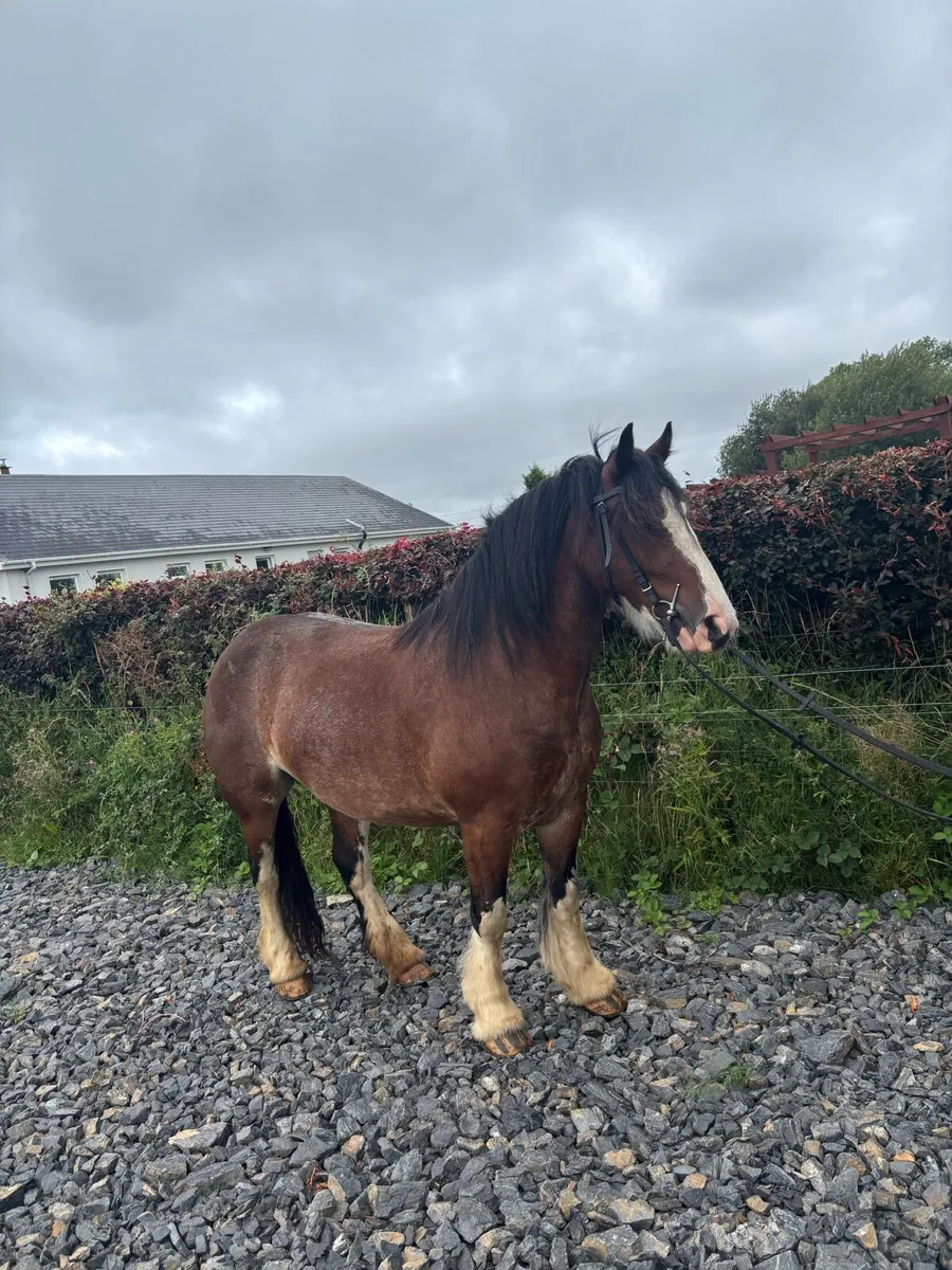 5 year old Cob mare - Image 4