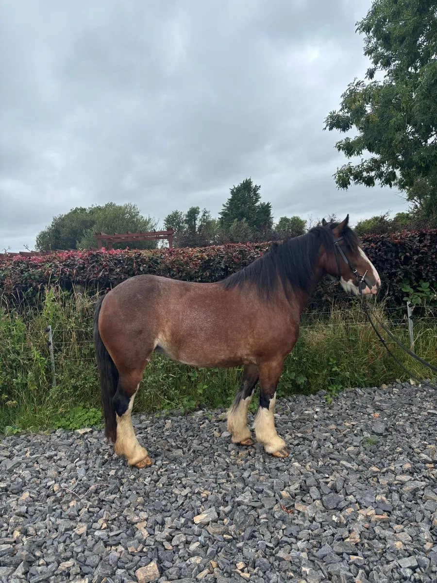 5 year old Cob mare - Image 2