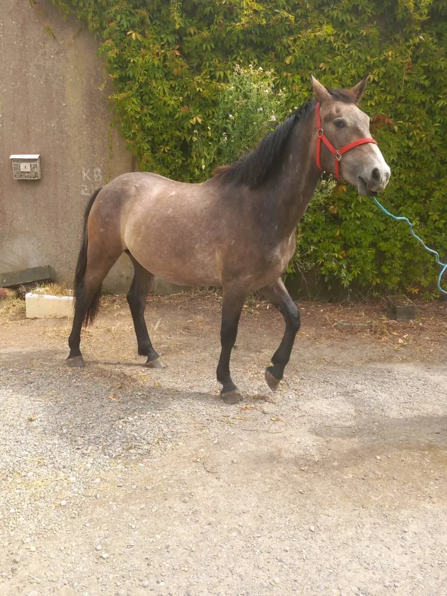 2 YO Irish Draught horse - Image 3