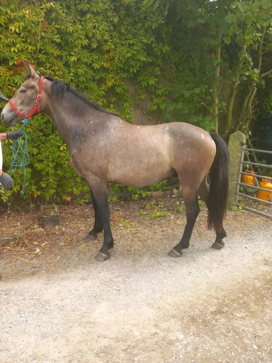 2 YO Irish Draught horse - Image 2