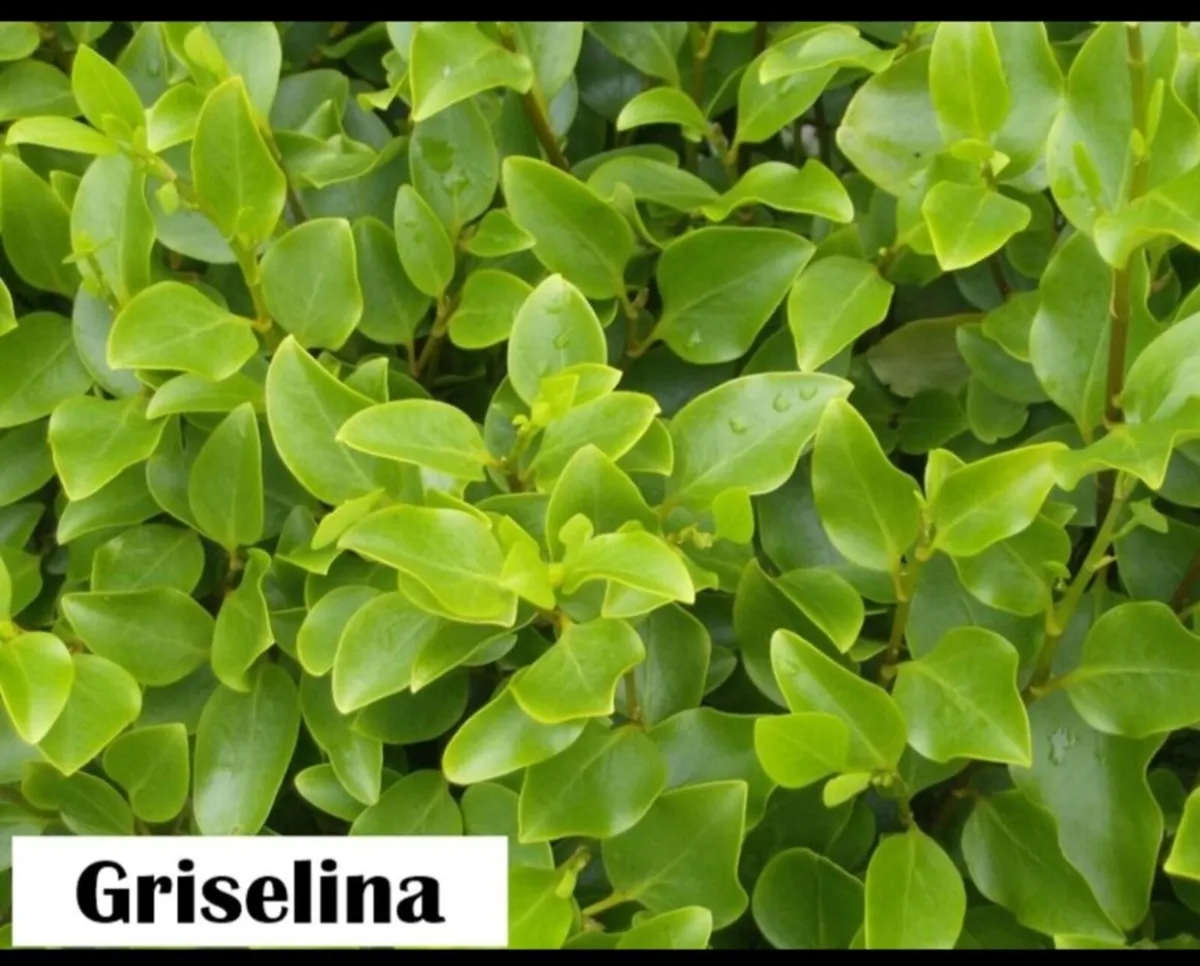 Griselina Hedging all sizes. - Image 1