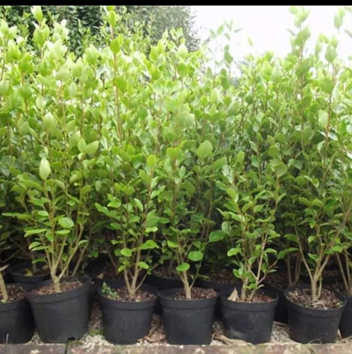Griselina Hedging all sizes. - Image 2