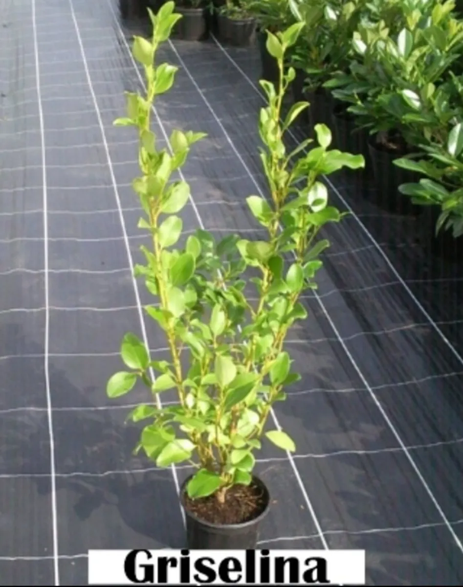 Griselina Hedging all sizes. - Image 3