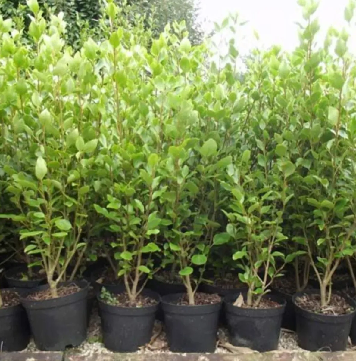 Griselina Hedging all sizes. - Image 4